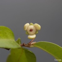 Polyalthia suberosa (Roxb.) Thwaites